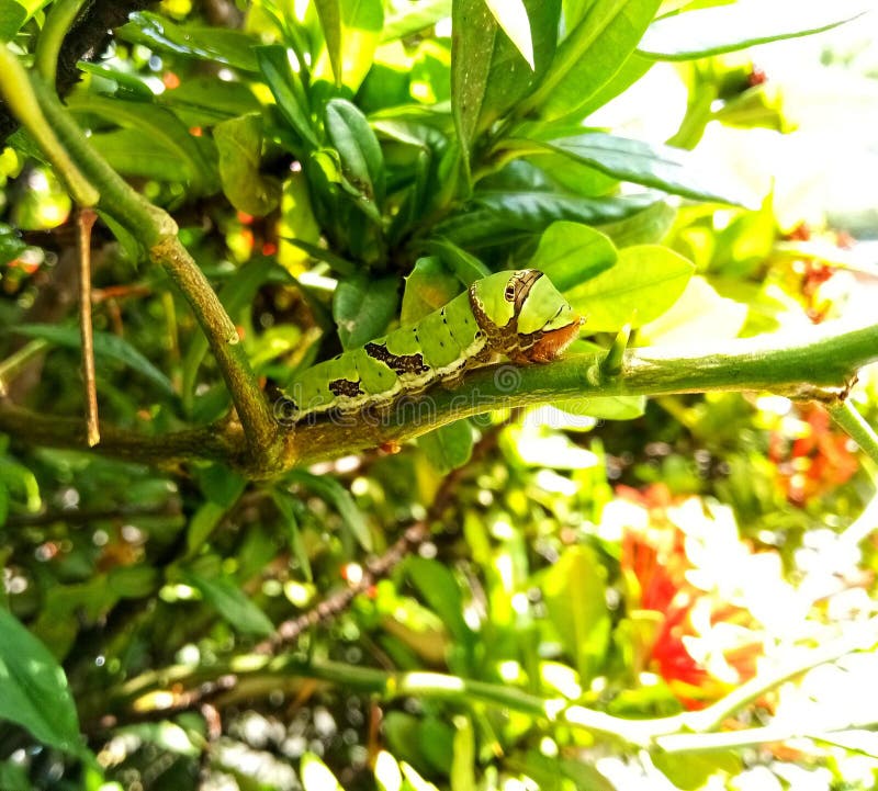 Una oruga verde atrapada en una rama foto de archivo
