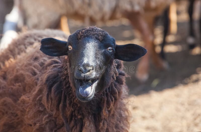 Una oveja negra muestra la lengua en un prado foto de archivo libre de regalías Una oveja negra muestra la lengua en un prado foto de archivo libre de regalías