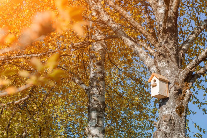 Una pajarera en un árbol de abedul con las hojas amarillas imagenes de archivo Una pajarera en un árbol de abedul con las hojas amarillas imagenes de archivo
