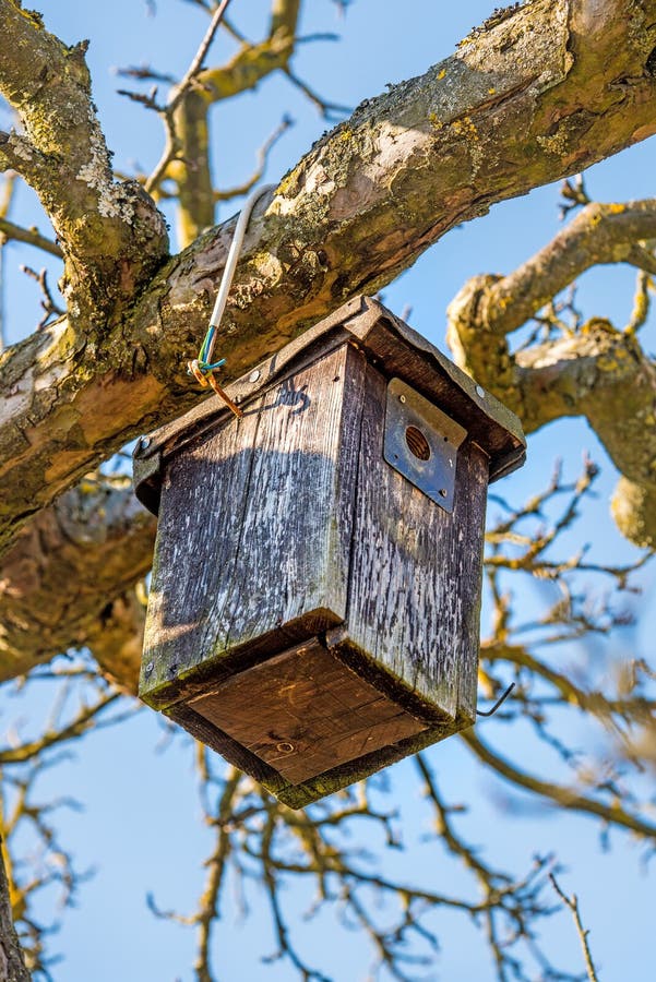 Una pajarera en un árbol en invierno imagen de archivo libre de regalías Una pajarera en un árbol en invierno imagen de archivo libre de regalías