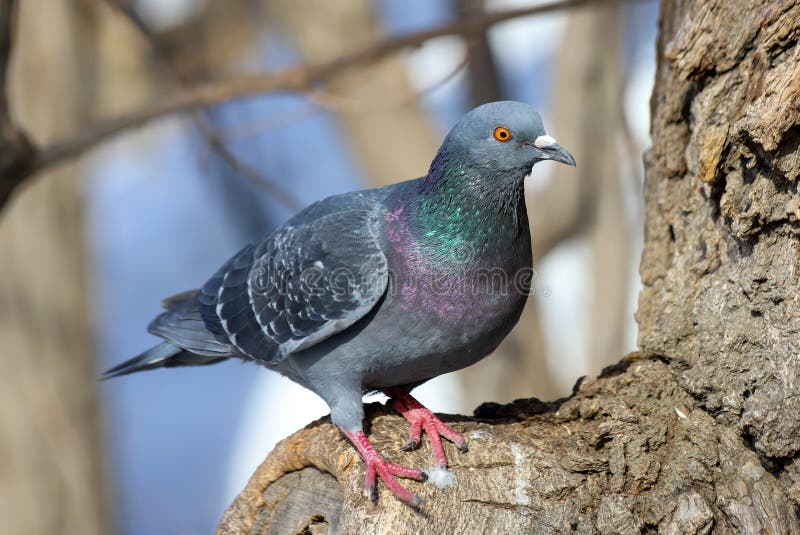 Una paloma com?n Columba Livia que se sienta en un ?rbol en invierno imagenes de archivo Una paloma com?n Columba Livia que se sienta en un ?rbol en invierno imagenes de archivo