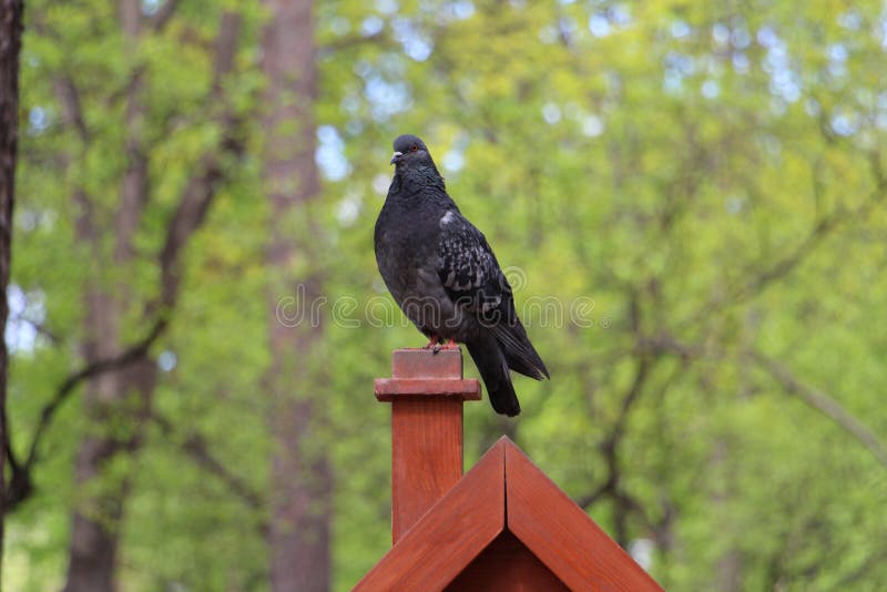 Una paloma se sienta en una perca en la naturaleza del bosque imágenes de archivo libres de regalías Una paloma se sienta en una perca en la naturaleza del bosque imágenes de archivo libres de regalías