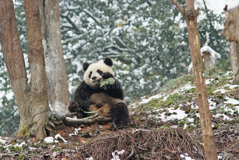 Una panda del bebé se está sentando al lado del árbol en bifengx fotos de archivo libres de regalías Una panda del bebé se está sentando al lado del árbol en bifengx fotos de archivo libres de regalías