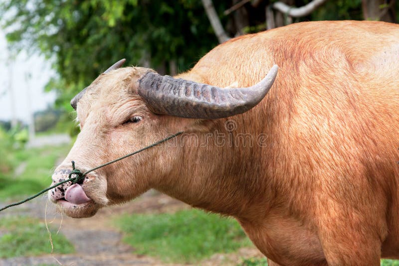 Una parte del bufalo dell'albino che sta sul campo fotografia stock Una parte del bufalo dell'albino che sta sul campo fotografia stock