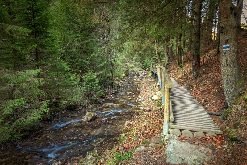 Una pasarela de madera sobre una corriente en un bosque imagen de archivo libre de regalías Una pasarela de madera sobre una corriente en un bosque imagen de archivo libre de regalías