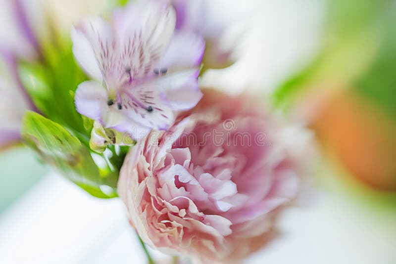 Una peonía rosada grande casi destapada en un florero y un iris en un fondo del travesaño, con el foco suave y empañar fuerte fotografía de archivo Una peonía rosada grande casi destapada en un florero y un iris en un fondo del travesaño, con el foco suave y empañar fuerte fotografía de archivo