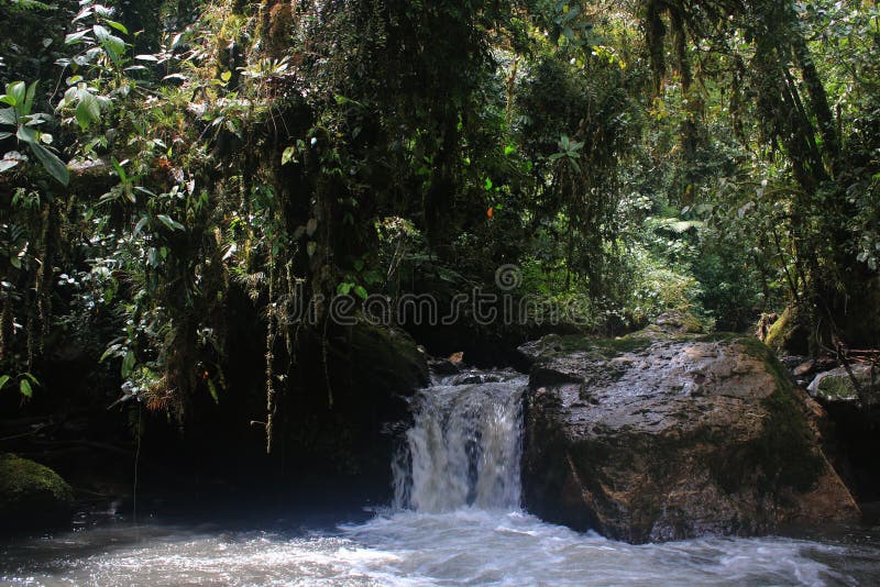 Una pequeña cascada con muchas plantas overhaning en selva tropical tropical fotos de archivo Una pequeña cascada con muchas plantas overhaning en selva tropical tropical fotos de archivo