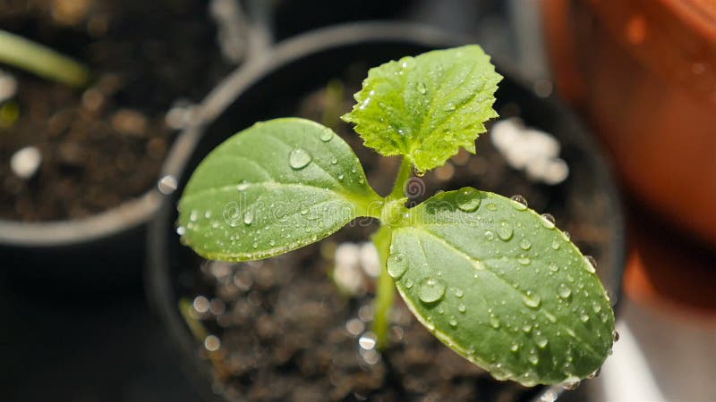 Una pequeña plántula de pepino. gotas de agua en las hojas. cerrar metrajes
