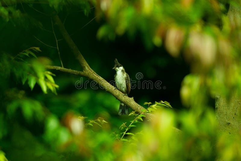 Una percha de búfalo con bigote rojo en un árbol. Un búfalo de bigote rojo muy común en asia fácil de encontrar en la ciudad