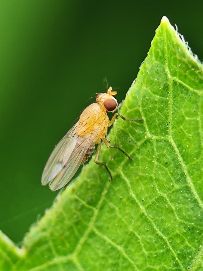 Una piccola mosca di frutta gialla con occhi rossi poggia sul bordo di una foglia verde vibrante. Chiusura dettagliata di un inset fotografia stock