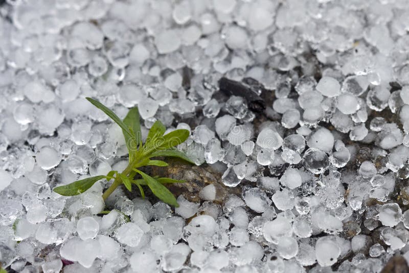 A small plant surrounded by hail after a hailstorm. A small plant surrounded by hail after a hailstorm