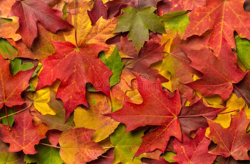 Una pila de Autumn Leaves colorido