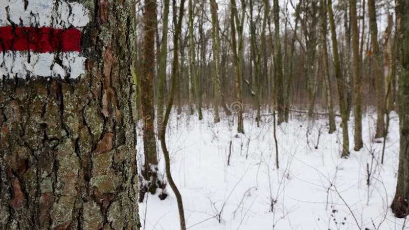 Una pista turistica nella foresta di kampinos in polonia