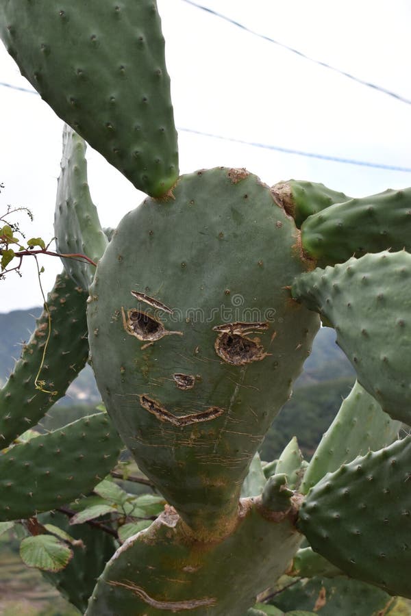 Una planta divertida del cactus con una cara fotografía de archivo Una planta divertida del cactus con una cara fotografía de archivo