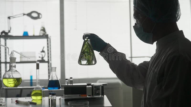 Una planta en un matraz para un experimento. el científico masculino toma el matraz examina la planta. silueta oscura metrajes