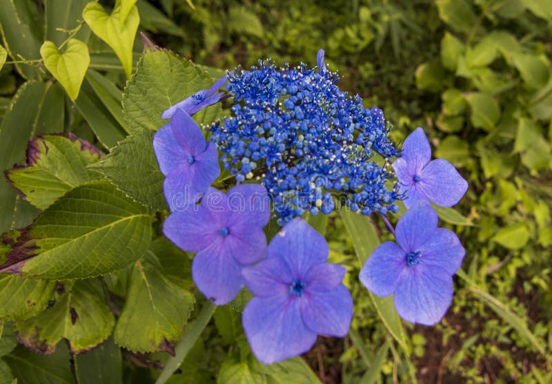 Una planta que florece en primavera con flores azules con gradientes morados. Una planta de primavera floreciente con flores azules teñidas de morado sobre un fondo de follaje verde.