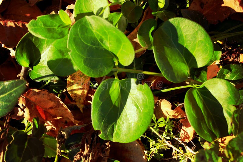 Una planta verde con las hojas redondeadas, un juego de la luz y sombra fotos de archivo libres de regalías Una planta verde con las hojas redondeadas, un juego de la luz y sombra fotos de archivo libres de regalías