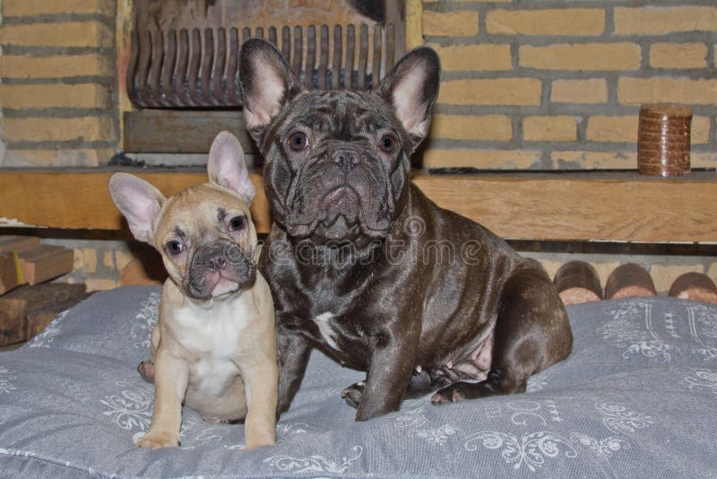 Bulldog Francese - Bouledogue Français: Informazioni Sulla Razza - Foto 6