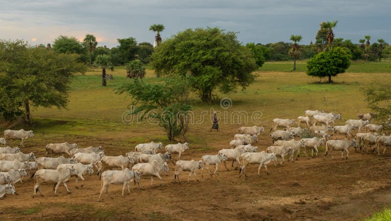 Una puesta del sol tranquila pac?fica con una manada del ganado n Myanmar del ceb? fotos de archivo libres de regalías Una puesta del sol tranquila pac?fica con una manada del ganado n Myanmar del ceb? fotos de archivo libres de regalías