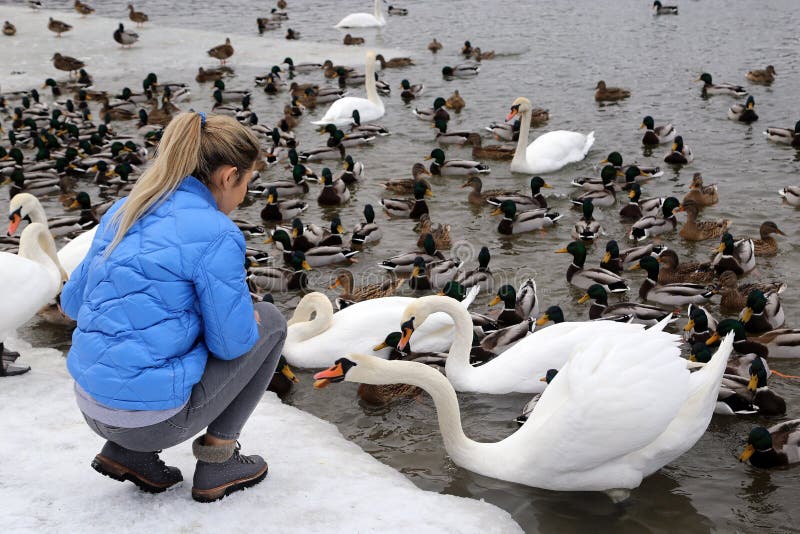 Una ragazza alimenta gli uccelli acquatici sulla riva di un lago nell'inverno fotografie stock libere da diritti Una ragazza alimenta gli uccelli acquatici sulla riva di un lago nell'inverno fotografie stock libere da diritti