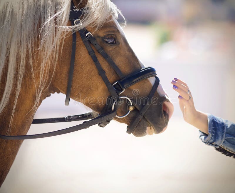 Una ragazza in un rivestimento del denim segna delicatamente un bello cavallo fotografia stock Una ragazza in un rivestimento del denim segna delicatamente un bello cavallo fotografia stock