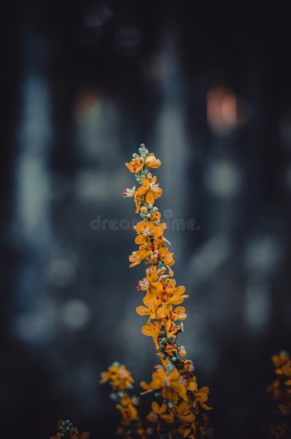 Una rama de la hierba del bosque con las flores anaranjadas brillantes Poca abeja apenas sensible entre las flores Macro Momentos fotos de archivo Una rama de la hierba del bosque con las flores anaranjadas brillantes Poca abeja apenas sensible entre las flores Macro Momentos fotos de archivo