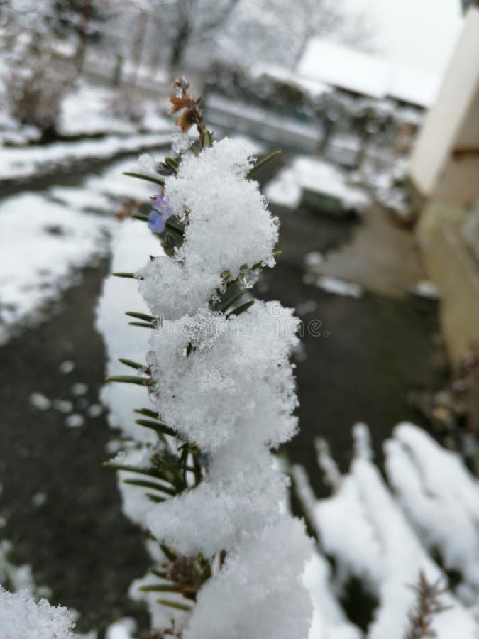 Una rama de la nieve de la lavanda imagen de archivo Una rama de la nieve de la lavanda imagen de archivo