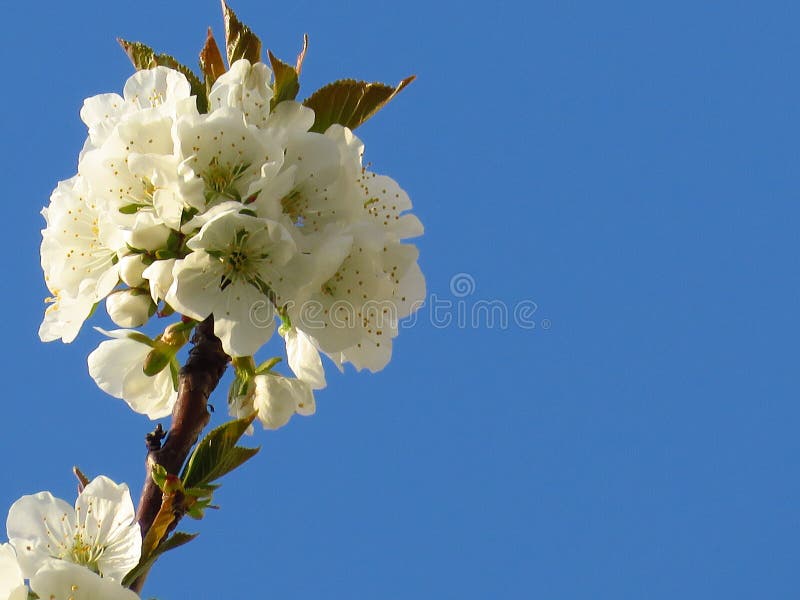 Una rama de peral floreciente de florecimiento del primer en fondo claro de cielo azul Flor blanco del peral y hojas verdes imagen de archivo Una rama de peral floreciente de florecimiento del primer en fondo claro de cielo azul Flor blanco del peral y hojas verdes imagen de archivo