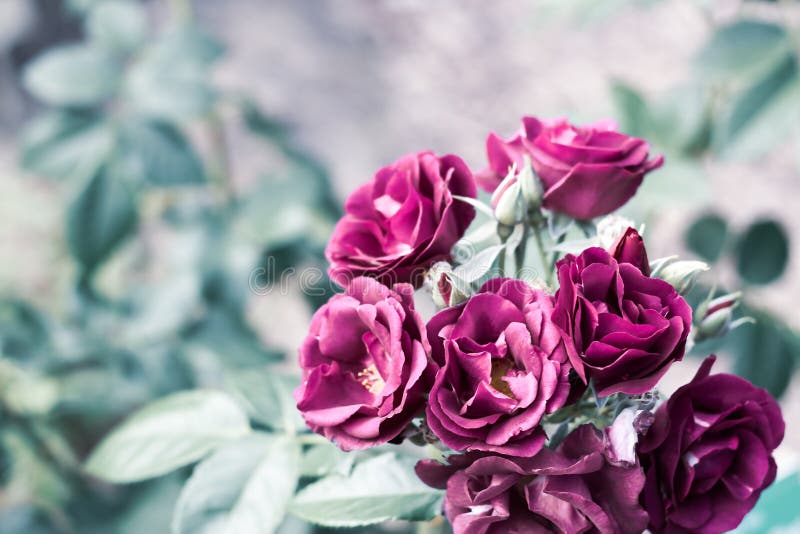 Una rama de rosas púrpuras en jardín verde en fondo natural borroso con el espacio de la copia fotografía de archivo libre de regalías Una rama de rosas púrpuras en jardín verde en fondo natural borroso con el espacio de la copia fotografía de archivo libre de regalías