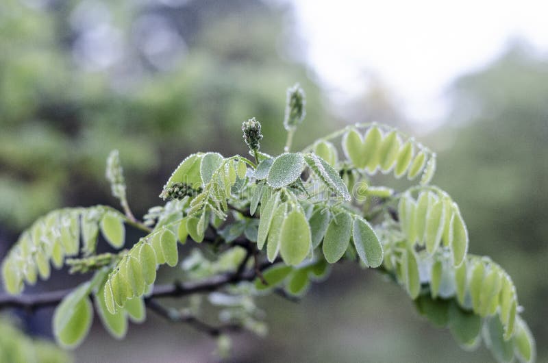 Una rama de un árbol del acacia con las hojas verdes jovenes después de la lluvia Grande en el centro foto de archivo libre de regalías Una rama de un árbol del acacia con las hojas verdes jovenes después de la lluvia Grande en el centro foto de archivo libre de regalías
