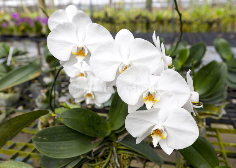 Una Rama De Una Flor Blanca Grande De La Orquídea Primer Hermoso De Los  Flores Flor De La Orquídea En Una Rama En Un Jardín De or Imagen de archivo  - Imagen