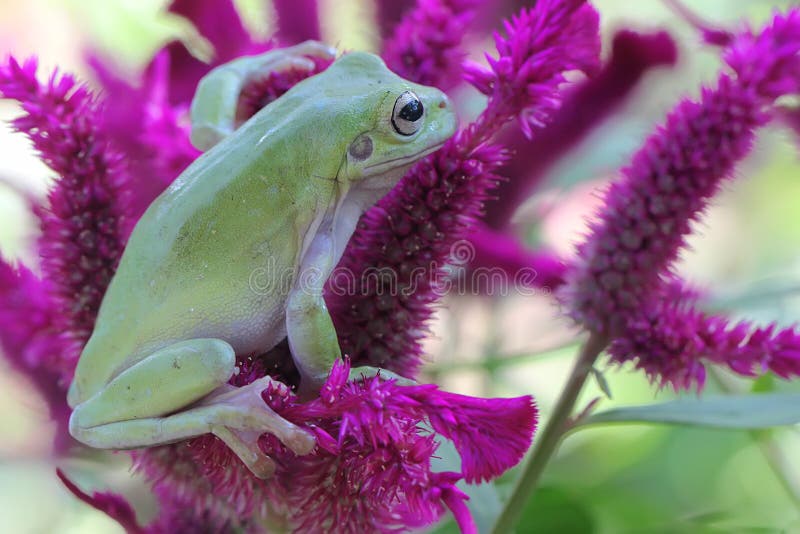 Una rana de árbol dumpy descansa sobre una flor silvestre. imagen de archivo libre de regalías