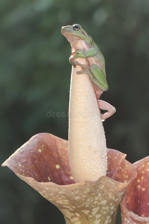 Una rana de árbol dumpy descansa sobre una flor silvestre. fotografía de archivo