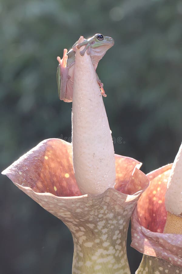 Una rana de árbol dumpy descansa sobre una flor silvestre. fotografía de archivo libre de regalías
