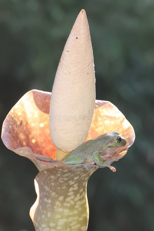 Una rana de árbol dumpy descansa sobre una flor silvestre. foto de archivo libre de regalías