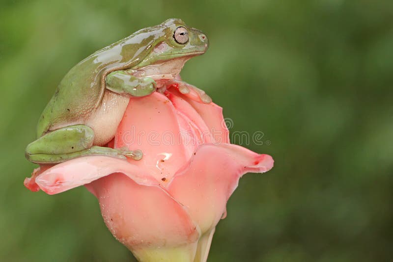 Una rana de árbol dumpy descansa sobre una flor silvestre. imagen de archivo libre de regalías