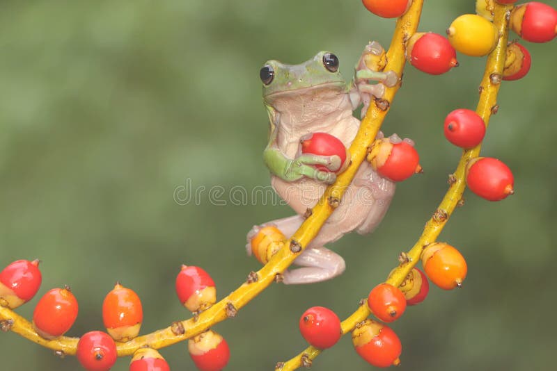 Una rana de árbol dumpy descansa sobre una fruta silvestre. imagen de archivo