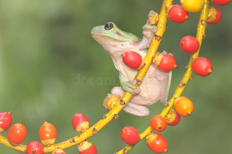 Una rana de árbol dumpy descansa sobre una fruta silvestre. foto de archivo libre de regalías