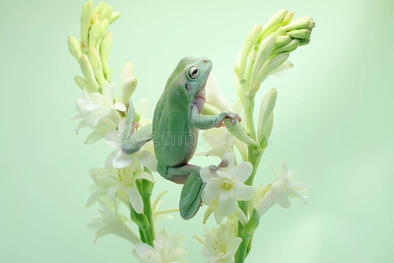 Una rana de árbol dumpy descansando en una flor silvestre. imagenes de archivo