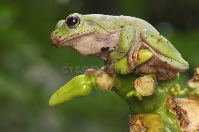 Una rana de árbol dumpy está buscando presas en los arbustos. este anfibio tiene el nombre científico de litoria caerulea.