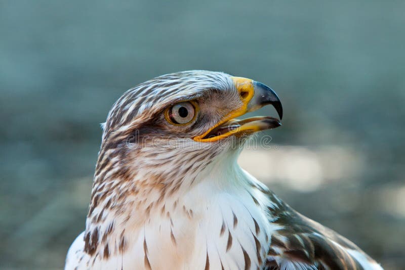 Un rapace immagini stock
