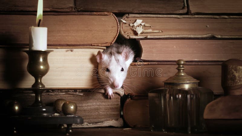 Una rata gris adorable corre entre libros antiguos sobre la mesa almacen de metraje de vídeo