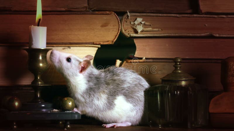 Una rata gris adorable se arrastra entre libros antiguos sobre la mesa metrajes