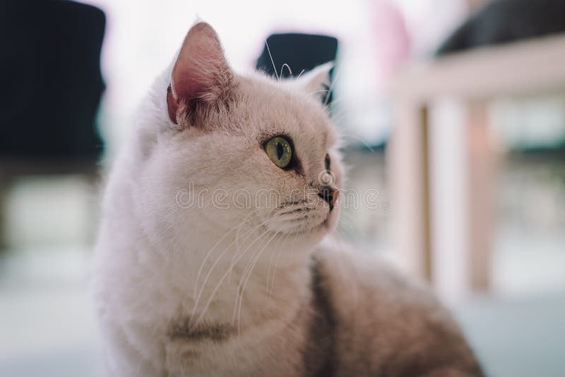 Una ritrattistica di un gatto nella stanza ha riempito di fuoco molle di uso e della luce morbida Il punto principale del fuoco è immagini stock libere da diritti