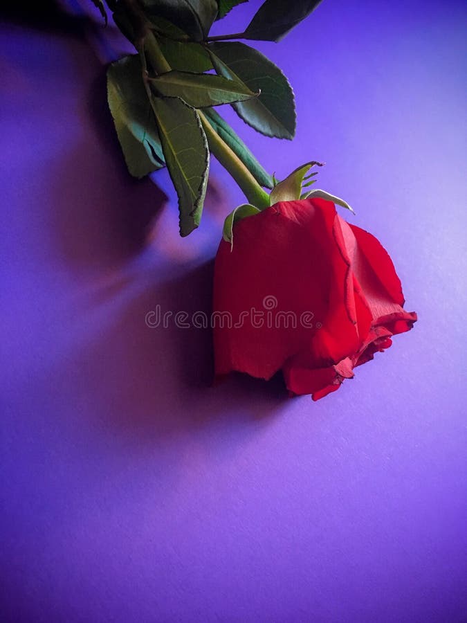 Una Rosa Roja Miente En Un Piso Violeta Imagen de archivo - Imagen de resorte, mentira: 118647745 Una Rosa Roja Miente En Un Piso Violeta Imagen de archivo - Imagen de resorte, mentira: 118647745