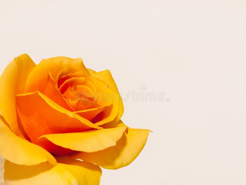 Una Rose amarilla un espécimen sin defectos fotos de archivo libres de regalías Una Rose amarilla un espécimen sin defectos fotos de archivo libres de regalías