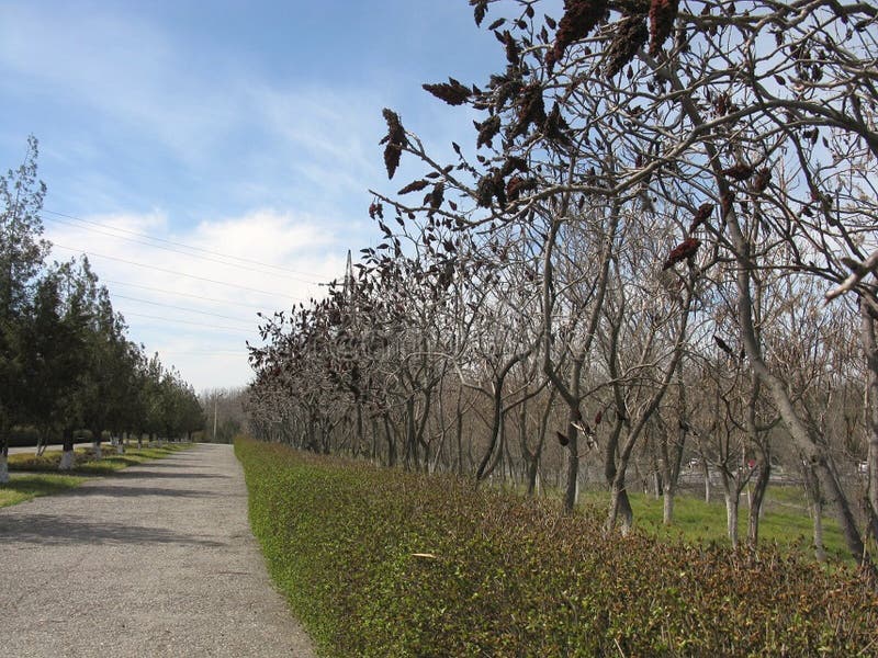Una ruta serena al lado de los árboles desnudos con vainas secas bajo un cielo azul transparente fotografía de archivo