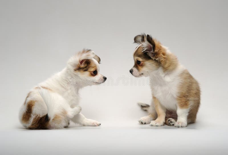 Una seduta sveglia dei due cuccioli della chihuahua fotografia stock libera da diritti Una seduta sveglia dei due cuccioli della chihuahua fotografia stock libera da diritti