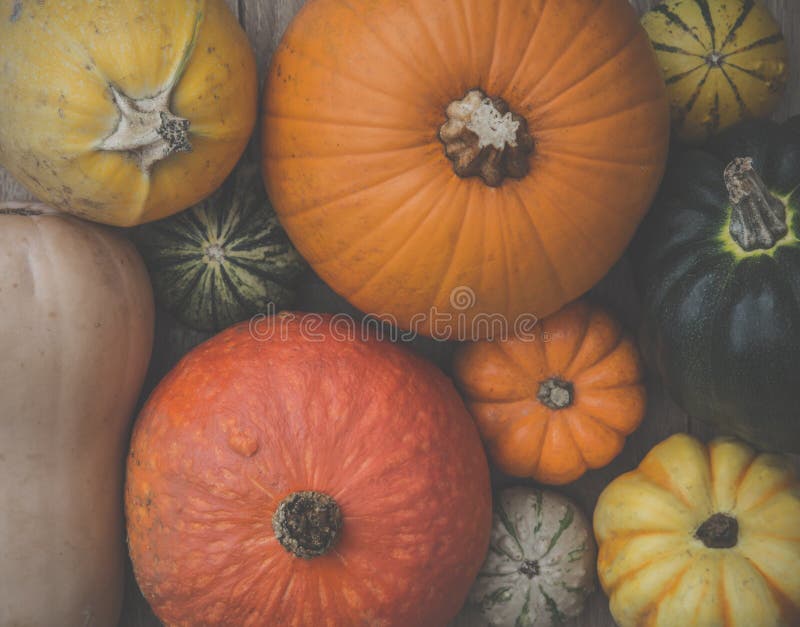 Una selección de calabazas, de calabaza de invierno y de calabazas imágenes de archivo libres de regalías Una selección de calabazas, de calabaza de invierno y de calabazas imágenes de archivo libres de regalías