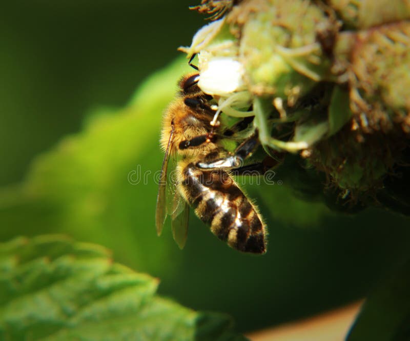 Una sentada de la abeja de la miel y una polinización occidentales hermosas de la floración de la frambuesa La visión es de lado foto de archivo libre de regalías Una sentada de la abeja de la miel y una polinización occidentales hermosas de la floración de la frambuesa La visión es de lado foto de archivo libre de regalías
